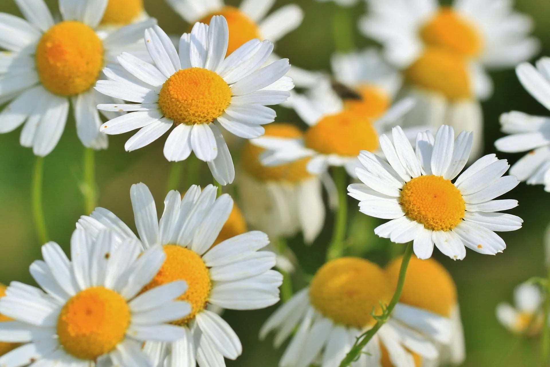 Kamillenblüten in der Sonne